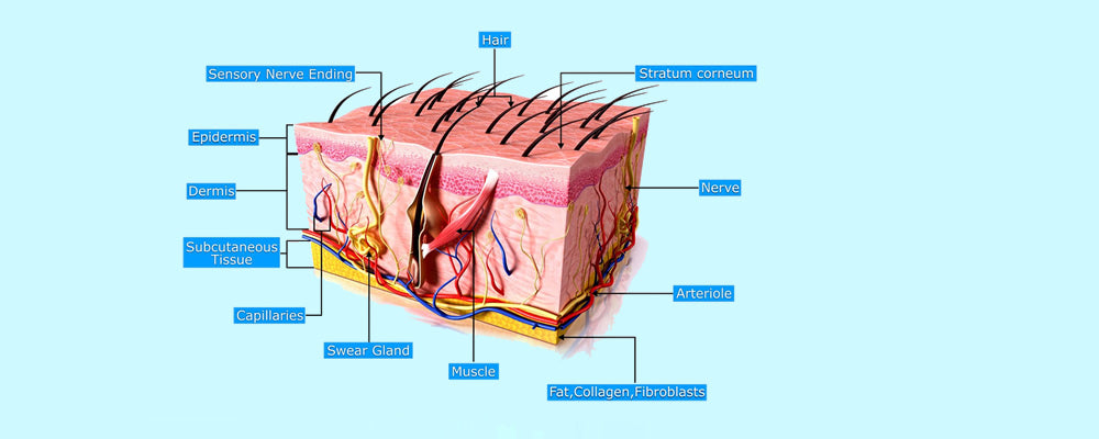 How much do you know about your hair?